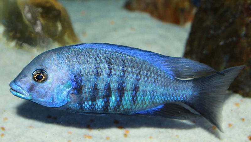 Protomelas annectens 'Otter Point'